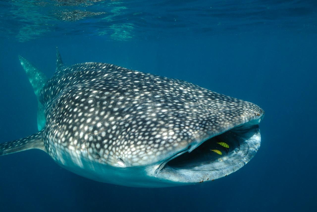 https://overlandtraveltips.com/wp-content/uploads/2026/08/whale-shark-gulf-of-aden-djibouti-amar-guillen-photographer-large-1.jpg