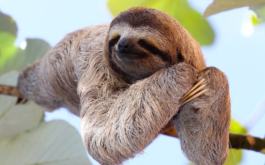 https://overlandtraveltips.com/wp-content/uploads/2026/08/where-to-see-sloths-in-costa-rica.jpg