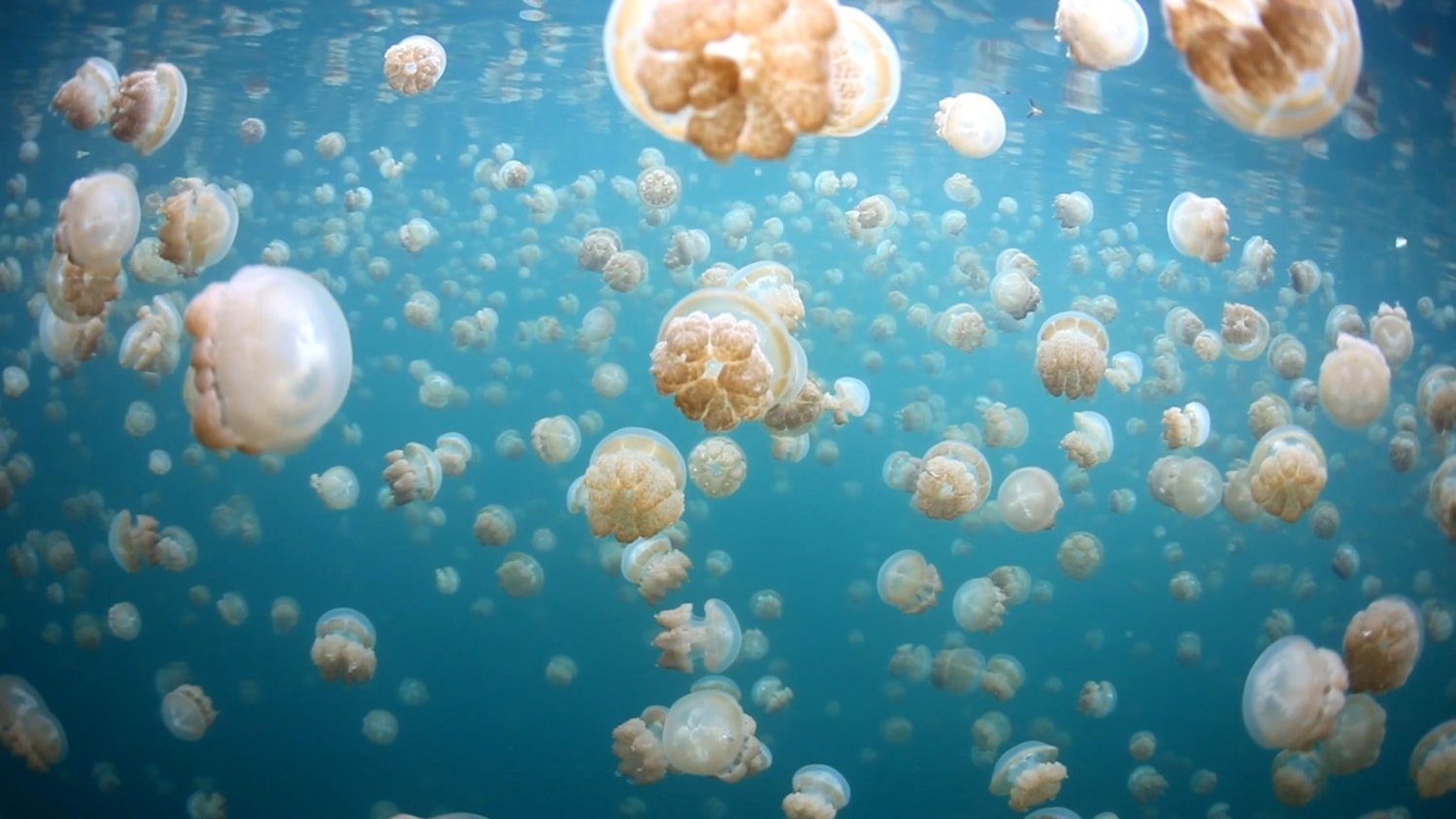 https://overlandtraveltips.com/wp-content/uploads/2026/08/x_30_nn_Jellyfish_Lake_151214_001.jpg
