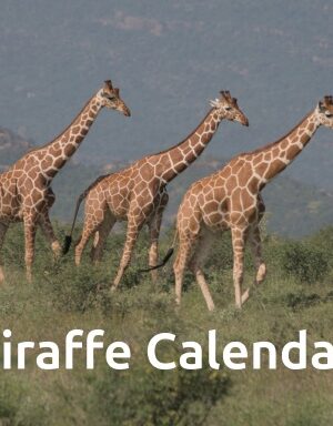 Giraffe Wall Calendar 2027