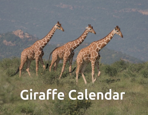 aHR0cHM6Ly9hc3NldHMubHVsdS5jb20vY292ZXJfdGh1bWJzLzgvNC84NHF3cjUyLWZyb250LXNob3J0ZWRnZS0zODQuanBn Giraffe Wall Calendar 2027