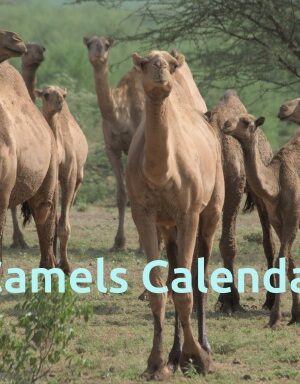 Camels Wall Calendar 2027