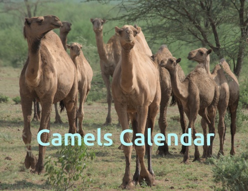 Camels Wall Calendar 2027