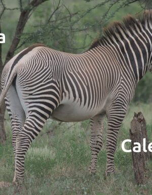 aHR0cHM6Ly9hc3NldHMubHVsdS5jb20vY292ZXJfdGh1bWJzL3ovbS96bXZ6NG45LWZyb250LXNob3J0ZWRnZS0zODQuanBn Zebra Wall Calendar 2027