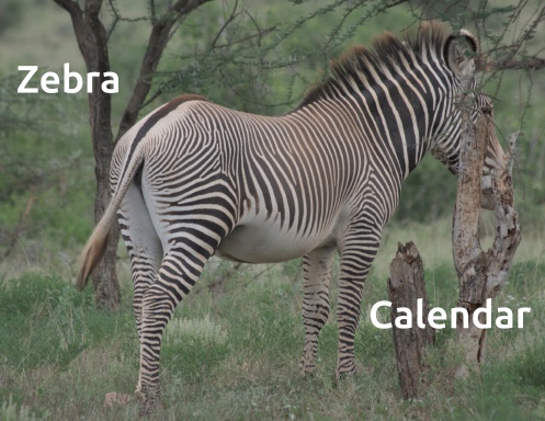 Zebra Wall Calendar 2027